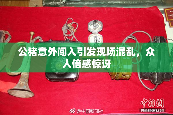 公猪意外闯入引发现场混乱，众人倍感惊讶
