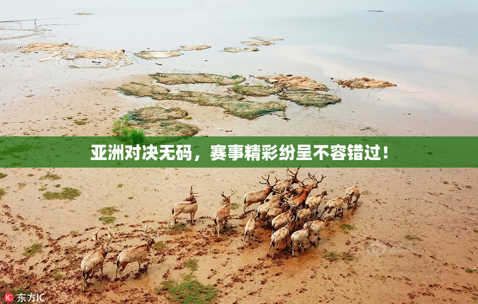 亚洲对决无码，赛事精彩纷呈不容错过！