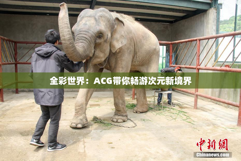 全彩世界：ACG带你畅游次元新境界
