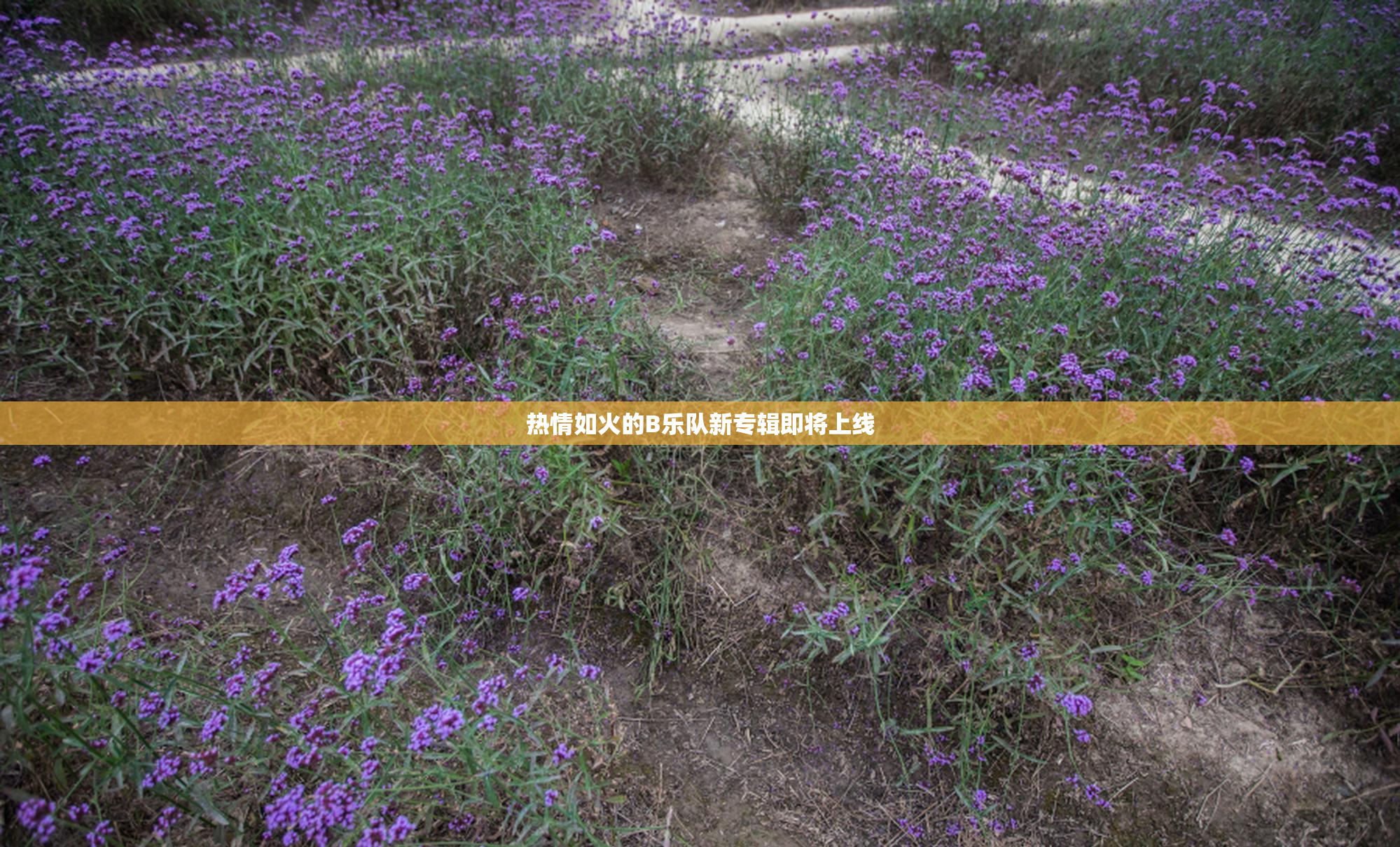 热情如火的B乐队新专辑即将上线