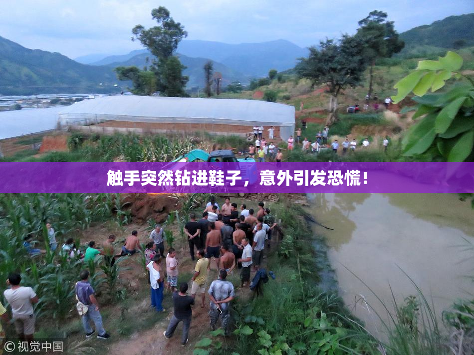 触手突然钻进鞋子，意外引发恐慌！