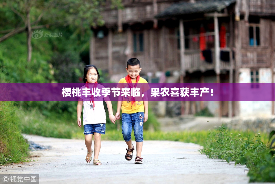 樱桃丰收季节来临，果农喜获丰产！