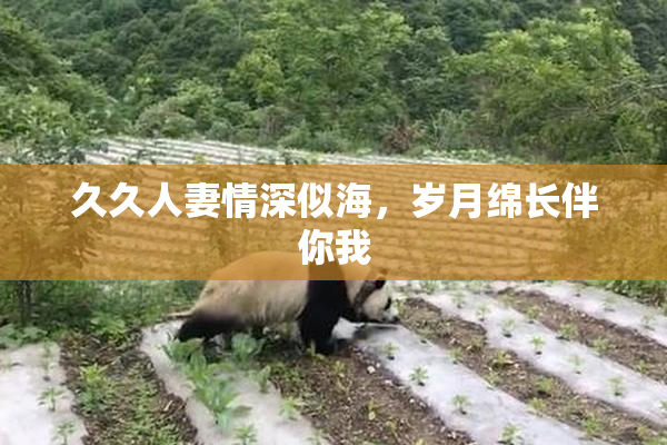 久久人妻情深似海，岁月绵长伴你我