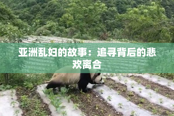 亚洲乱妇的故事：追寻背后的悲欢离合
