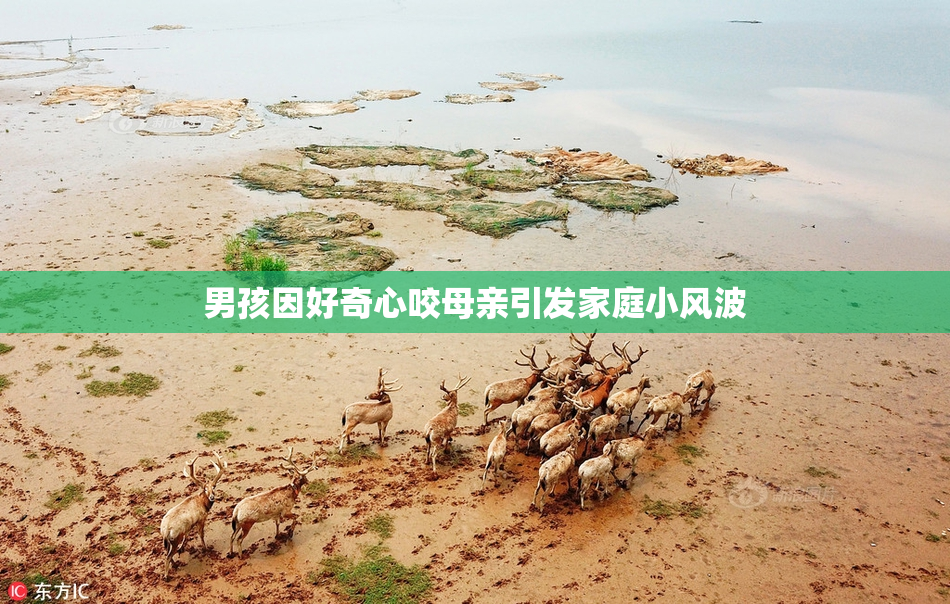 男孩因好奇心咬母亲引发家庭小风波