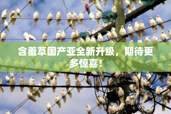 含羞草国产亚全新升级，期待更多惊喜！