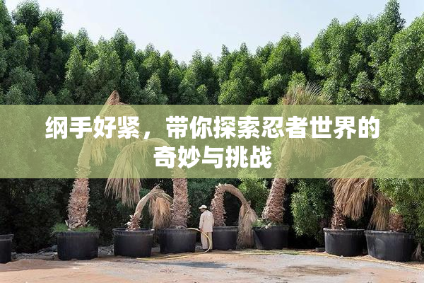 纲手好紧，带你探索忍者世界的奇妙与挑战