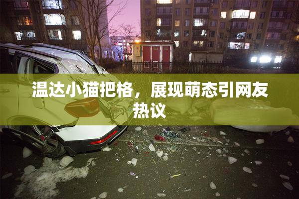 温达小猫把格，展现萌态引网友热议