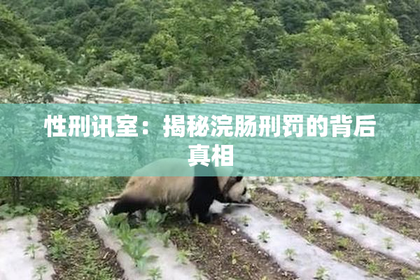 性刑讯室：揭秘浣肠刑罚的背后真相