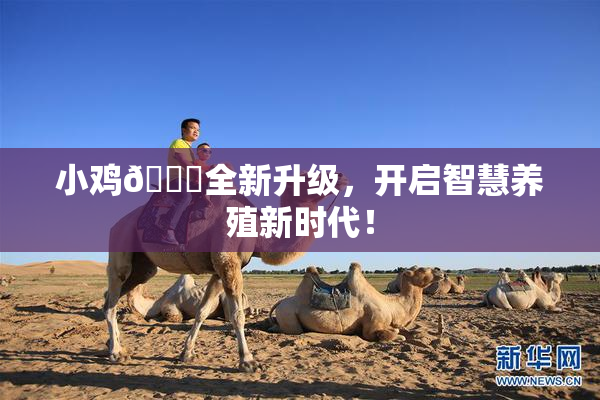 小鸡🐔全新升级，开启智慧养殖新时代！