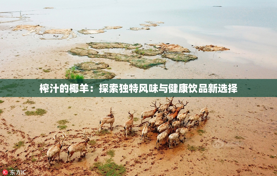 榨汁的椰羊：探索独特风味与健康饮品新选择