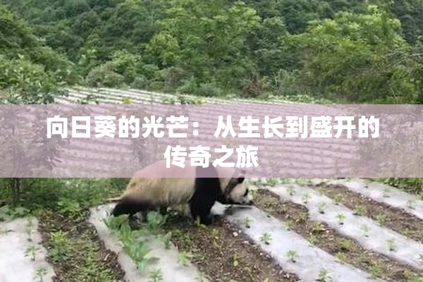向日葵的光芒：从生长到盛开的传奇之旅
