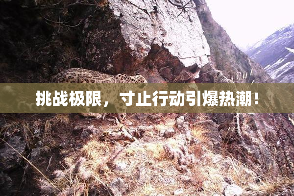 挑战极限，寸止行动引爆热潮！