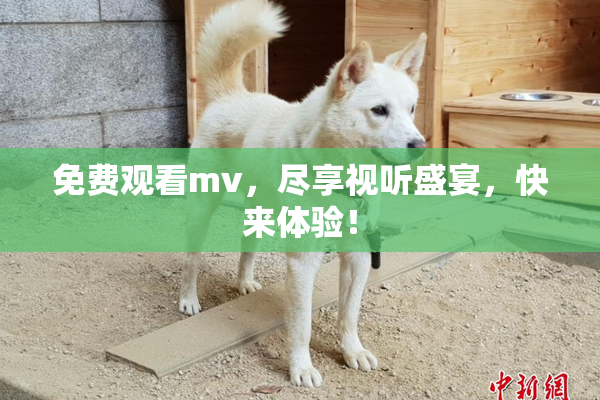 免费观看mv，尽享视听盛宴，快来体验！