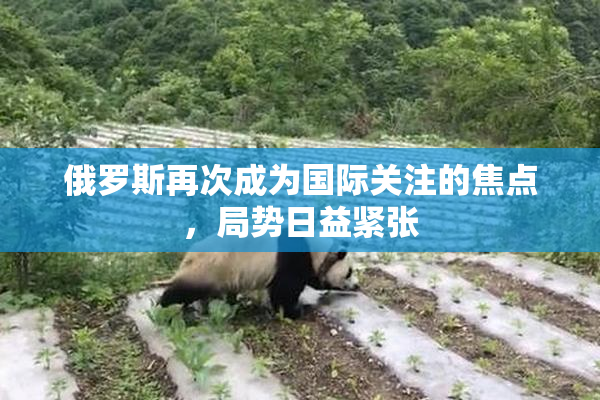 俄罗斯再次成为国际关注的焦点，局势日益紧张