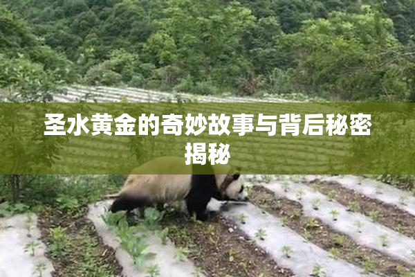 圣水黄金的奇妙故事与背后秘密揭秘