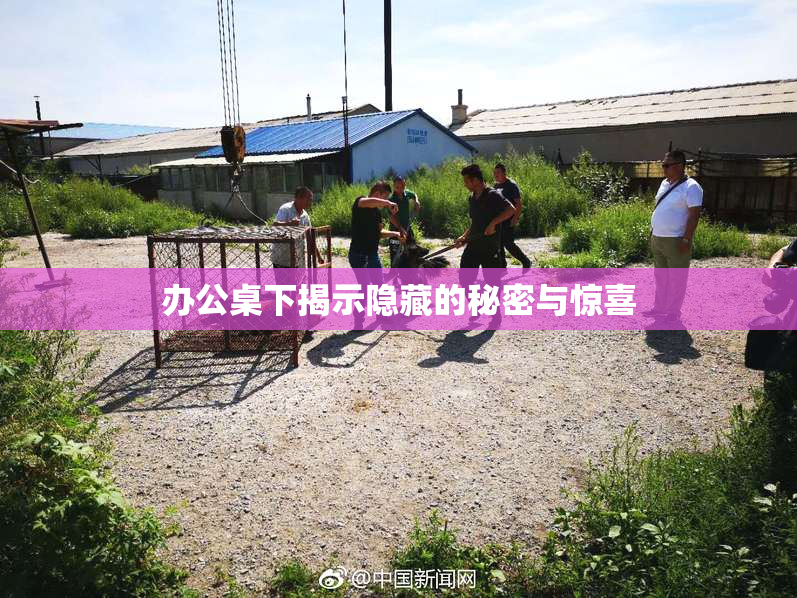 办公桌下揭示隐藏的秘密与惊喜