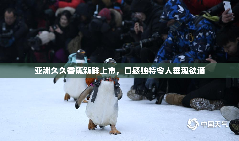 亚洲久久香蕉新鲜上市，口感独特令人垂涎欲滴