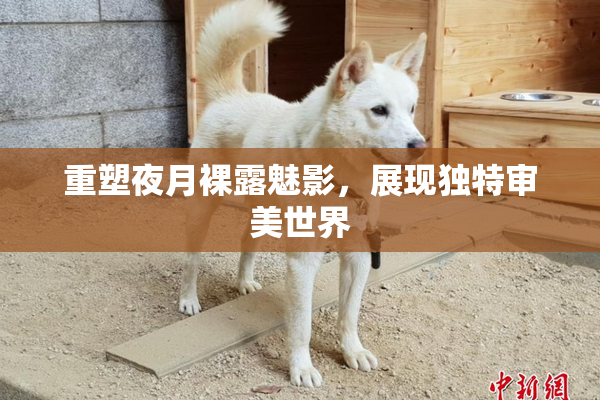 重塑夜月裸露魅影，展现独特审美世界