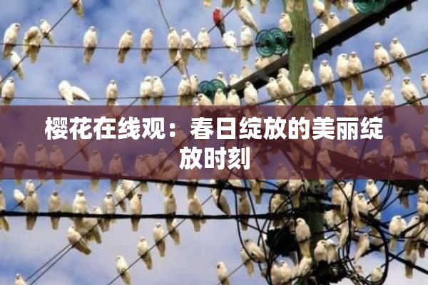 樱花在线观：春日绽放的美丽绽放时刻