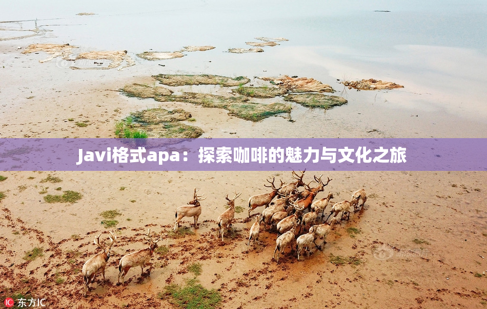 Javi格式apa：探索咖啡的魅力与文化之旅