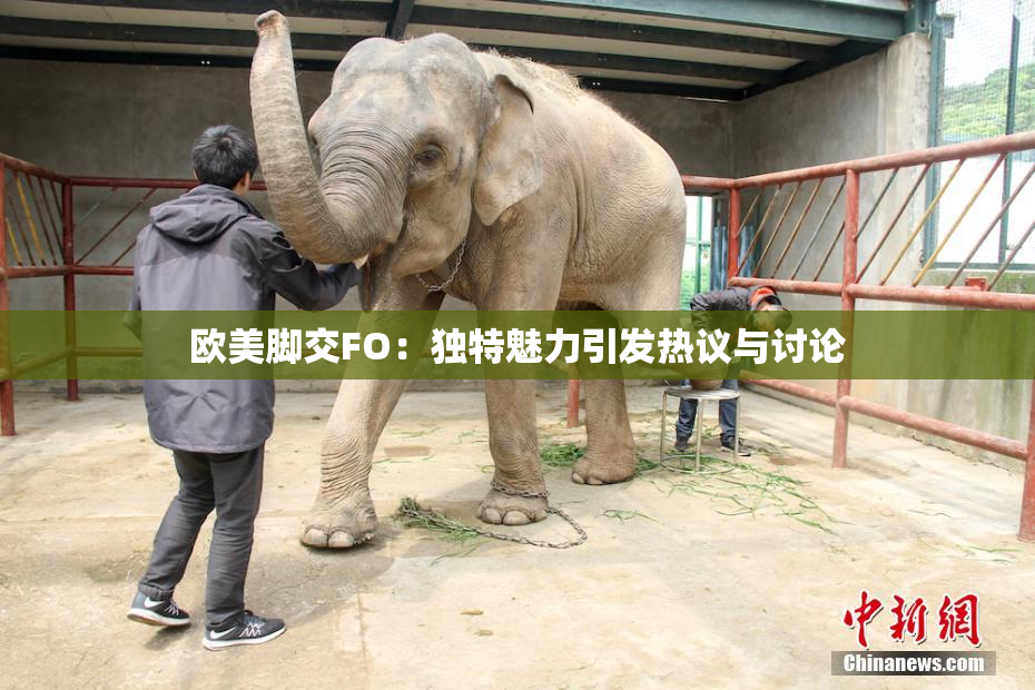 欧美脚交FO：独特魅力引发热议与讨论