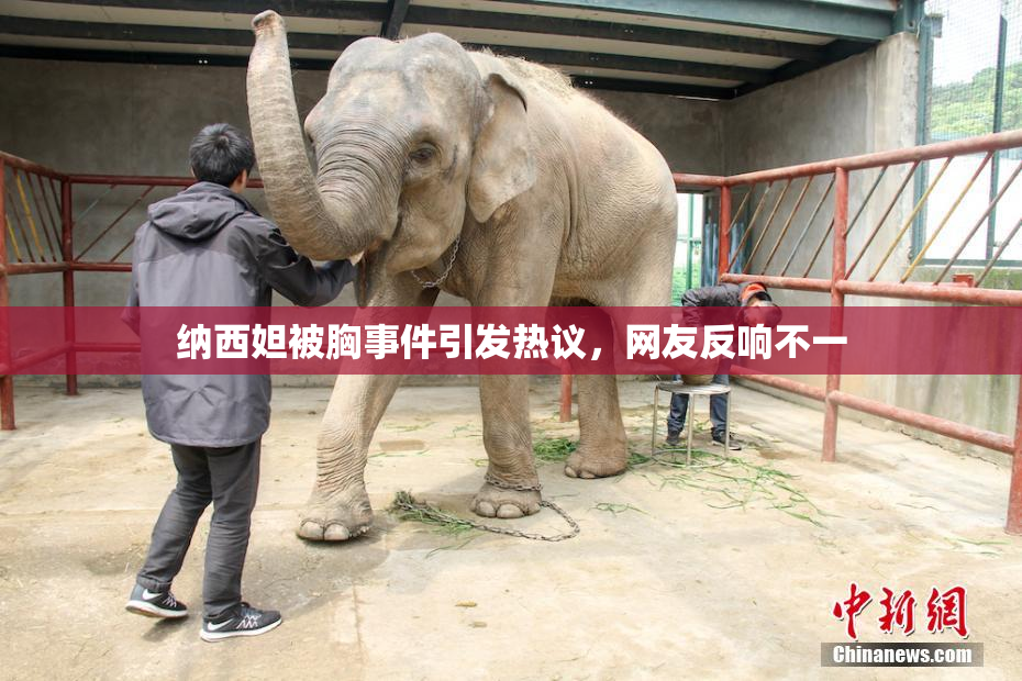 纳西妲被胸事件引发热议，网友反响不一