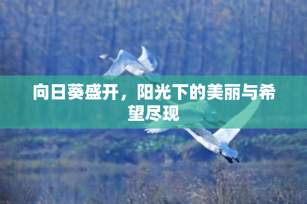 向日葵盛开，阳光下的美丽与希望尽现