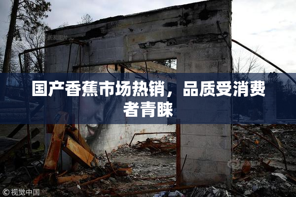 国产香蕉市场热销，品质受消费者青睐