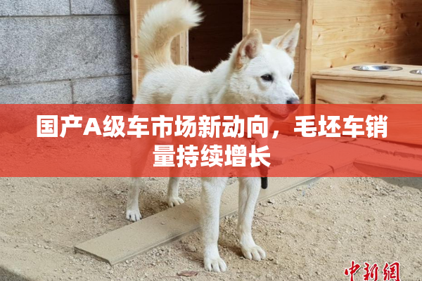 国产A级车市场新动向，毛坯车销量持续增长