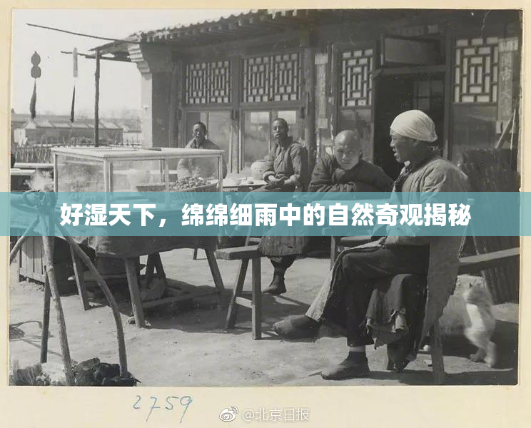 好湿天下，绵绵细雨中的自然奇观揭秘
