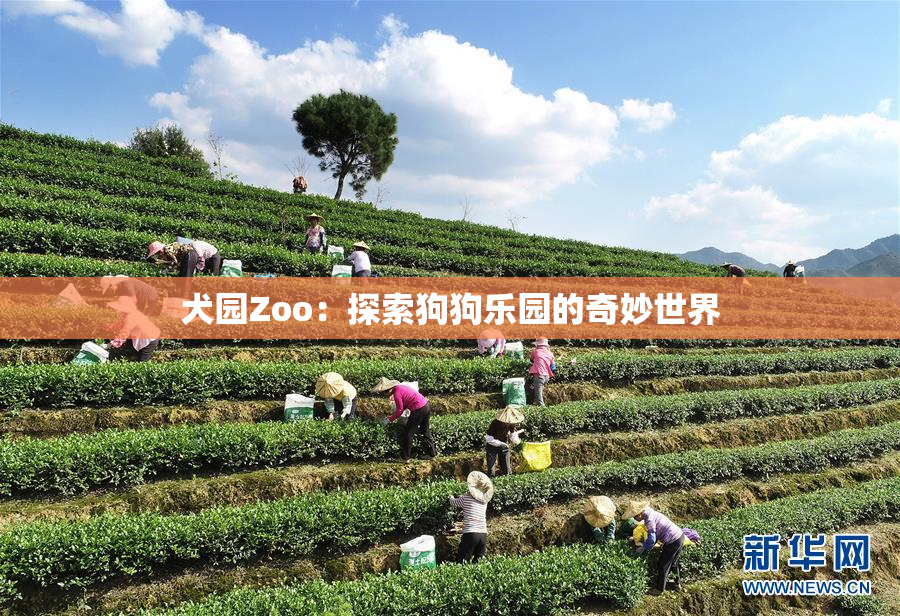 犬园Zoo：探索狗狗乐园的奇妙世界