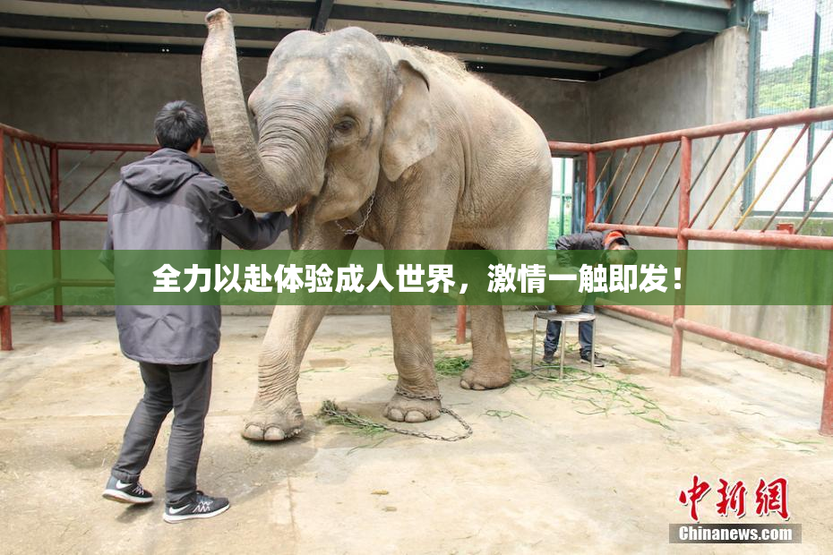 全力以赴体验成人世界，激情一触即发！