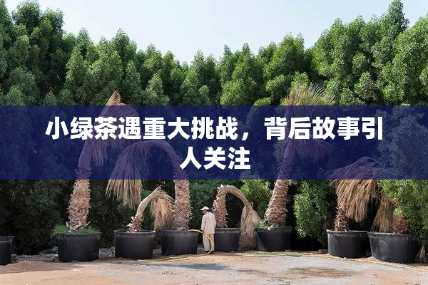小绿茶遇重大挑战，背后故事引人关注