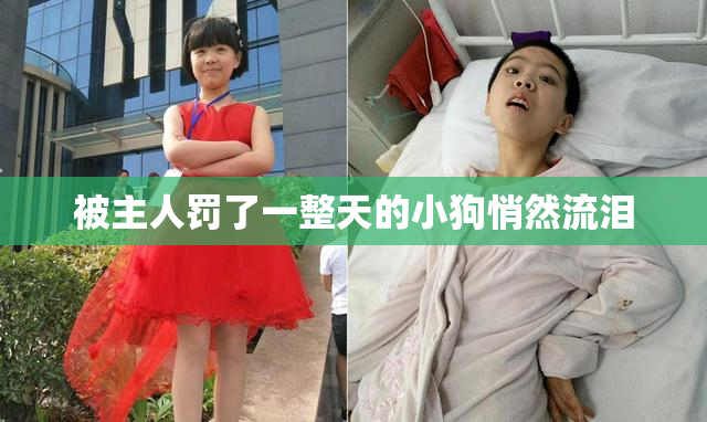 被主人罚了一整天的小狗悄然流泪