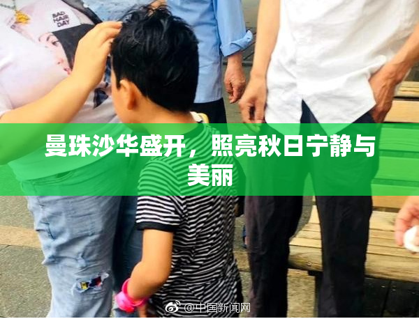 曼珠沙华盛开，照亮秋日宁静与美丽