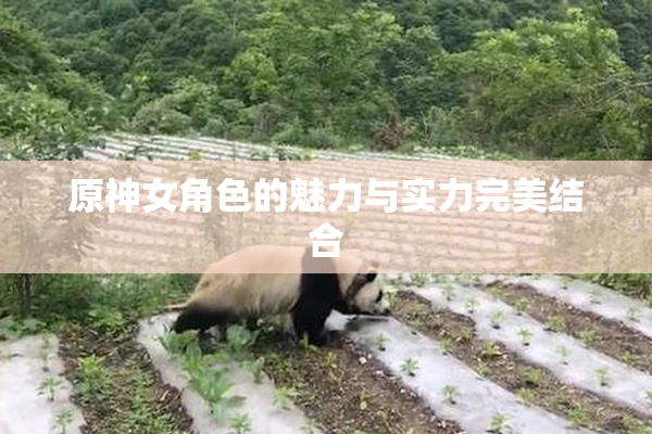 原神女角色的魅力与实力完美结合