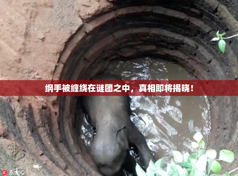 纲手被缠绕在谜团之中，真相即将揭晓！