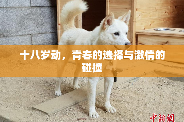 十八岁动，青春的选择与激情的碰撞