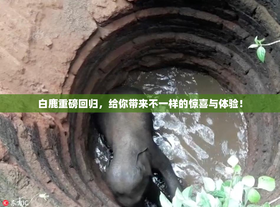 白鹿重磅回归，给你带来不一样的惊喜与体验！