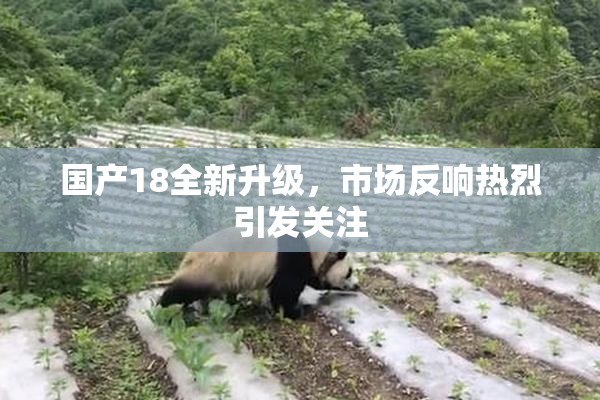国产18全新升级，市场反响热烈引发关注