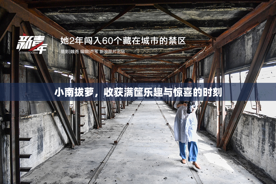 小南拔萝，收获满筐乐趣与惊喜的时刻