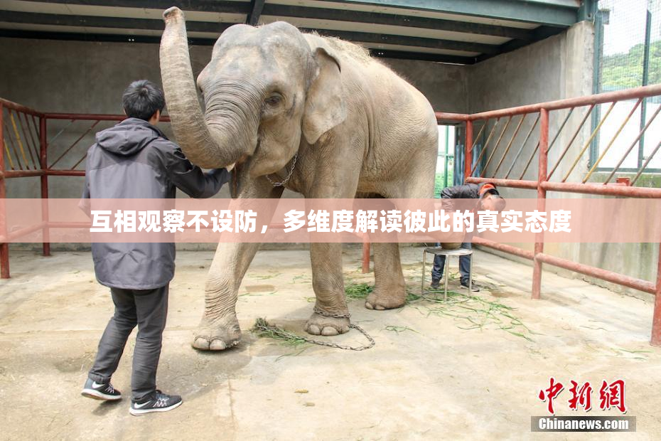 互相观察不设防，多维度解读彼此的真实态度