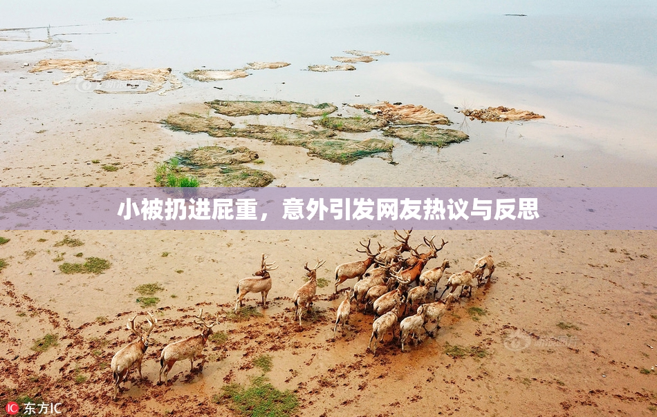 小被扔进屁重，意外引发网友热议与反思
