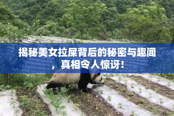 揭秘美女拉屎背后的秘密与趣闻，真相令人惊讶！