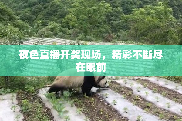 夜色直播开奖现场，精彩不断尽在眼前