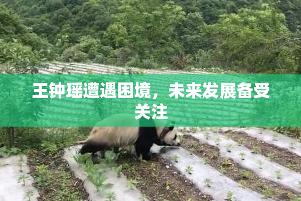 王钟瑶遭遇困境，未来发展备受关注