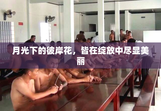 月光下的彼岸花，皆在绽放中尽显美丽
