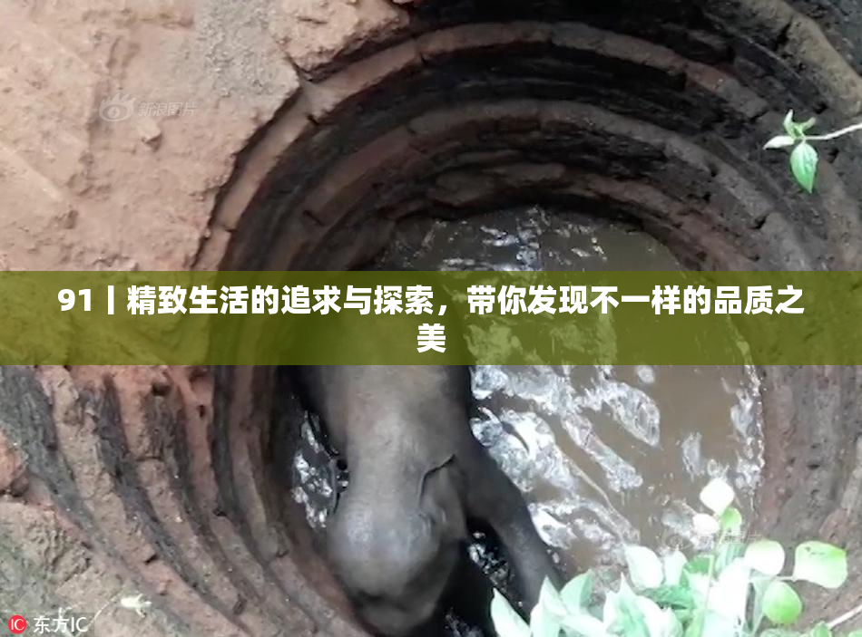 91丨精致生活的追求与探索，带你发现不一样的品质之美