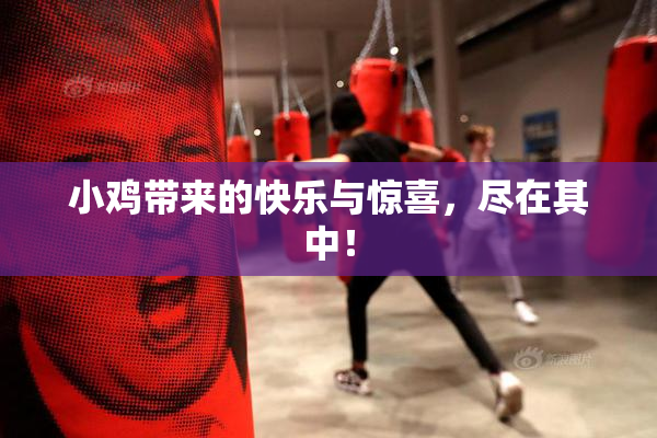小鸡带来的快乐与惊喜，尽在其中！